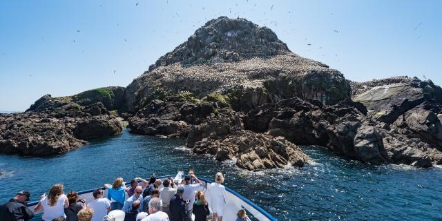 Ile Rouzic - Les 7 Iles à Perros-Guirec | Côtes d'Armor (Bretagne)