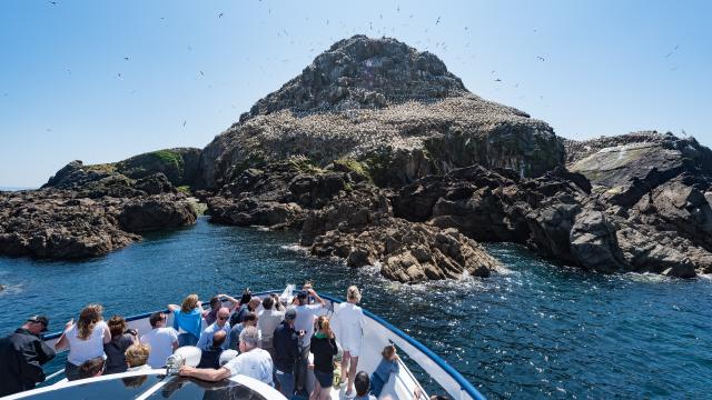 Ile Rouzic - Les 7 Iles à Perros-Guirec | Côtes d'Armor (Bretagne)