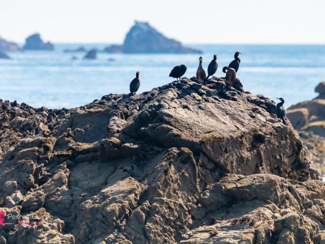 7 iles - Cormorans - Perros-Guirec | Côte de Granit Rose || Côtes d'Armor | Bretagne (22)