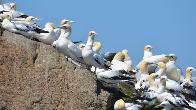 Fous de Bassan | 7 îles | | Perros-Guirec | Côtes d'Armor (Bretagne)