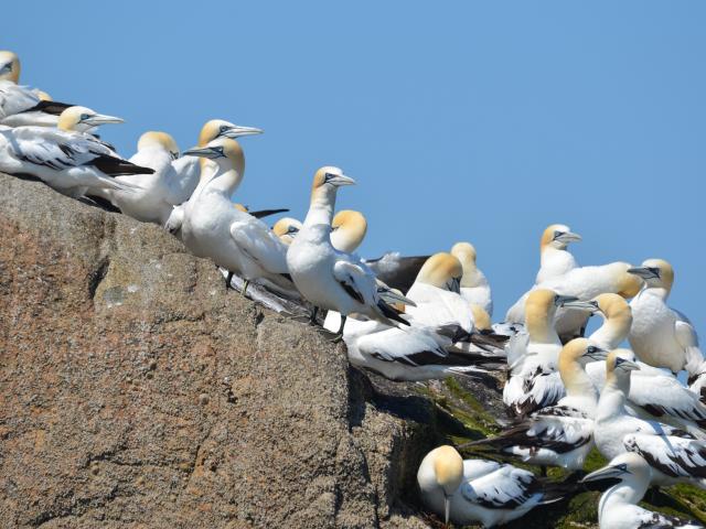 Fous de Bassan | 7 îles | | Perros-Guirec | Côtes d'Armor (Bretagne)