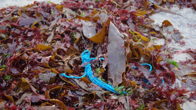 Bac à marée, déchets, Garde du littoral