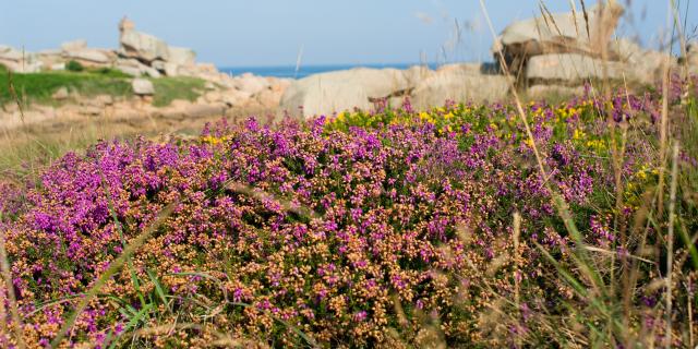 Lande, Maison du Littoral, Environnement, Nature