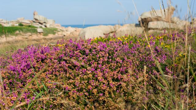 Lande, Maison du Littoral, Environnement, Nature