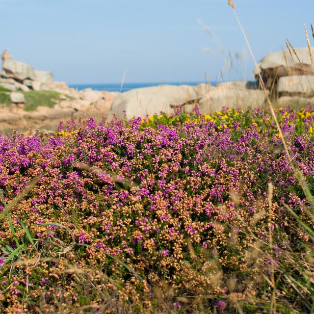 Lande, Maison du Littoral, Environnement, Nature