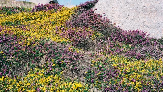 Lande Rase En Fleur Lande Sentier des douaniers