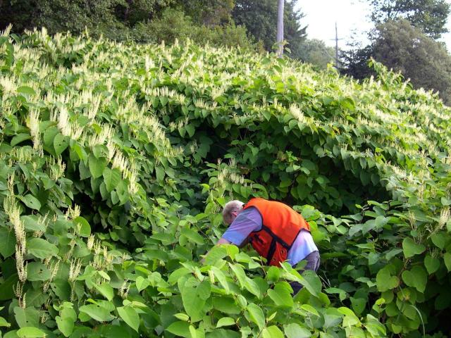 Renouée Du Japon, Plante invasive, Littoral