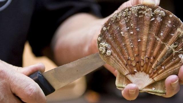 Coquille Saint-Jacques, Villa les Hydrangéas, Perros-Guirec